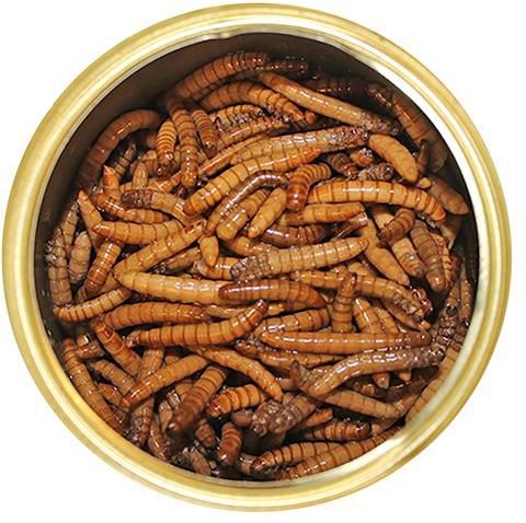 Exotic Nutrition Mealworms Hedgehog Treats， 1.2-oz can