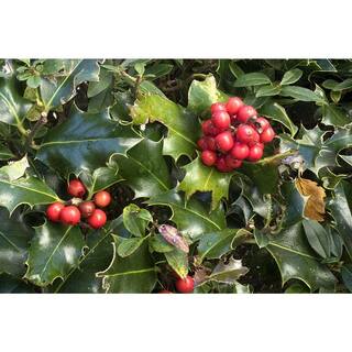 Online Orchards 1 Gal. Red Beauty Holly Shrub Symmetrical Grower with Rich Glossy Leaves and Abundant Bright Red Berries EGHY002