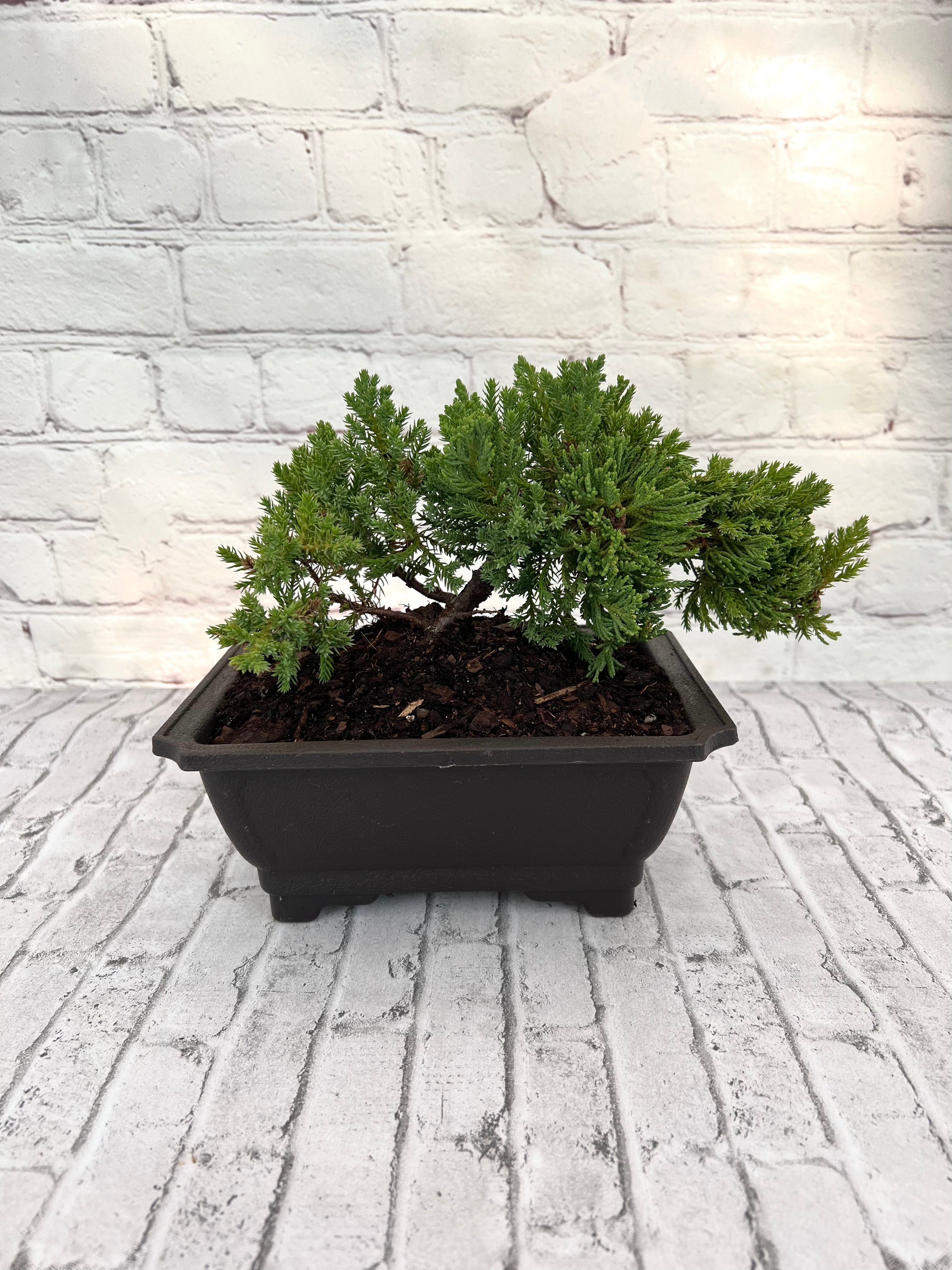 Juniper Bonsai (Live) - Very Cold Hardy, Live & Exotic