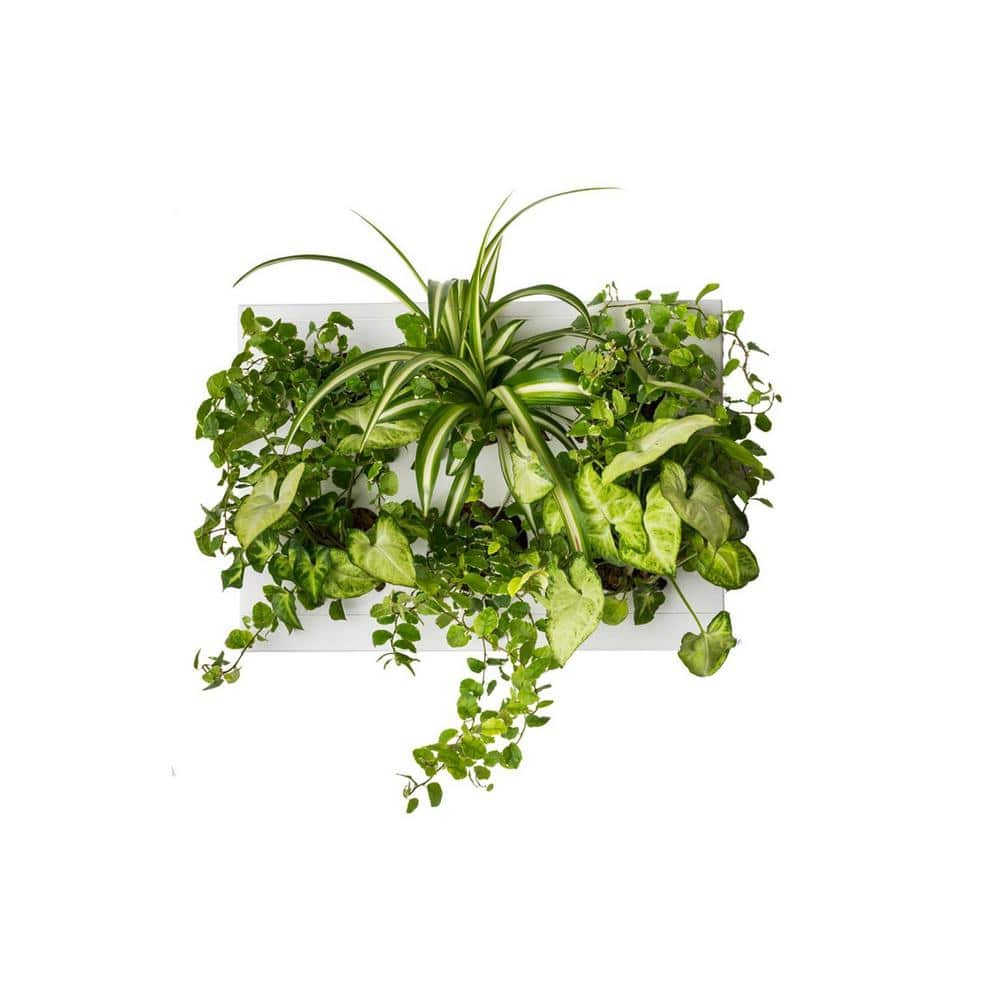 Ortis Green Hang Oasis Home 15 in. x 11 in. x 3 in. White Plastic Indoor Vertical Garden Wall-Mounted Planter 30085