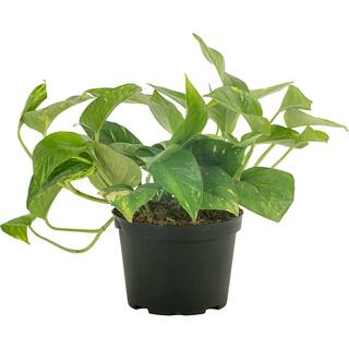 Costa Farms Golden Pothos Indoor Plant in 6 in. Grower Pot Avg. Shipping Height 1-2 ft. Tall 6GOLDPOTHOS