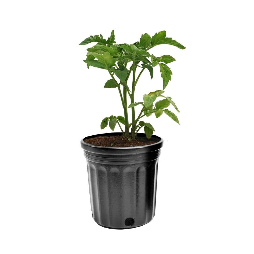 Viagrow 12 Gal. Plastic Nursery Pots (100-Pack) VHPP50-100