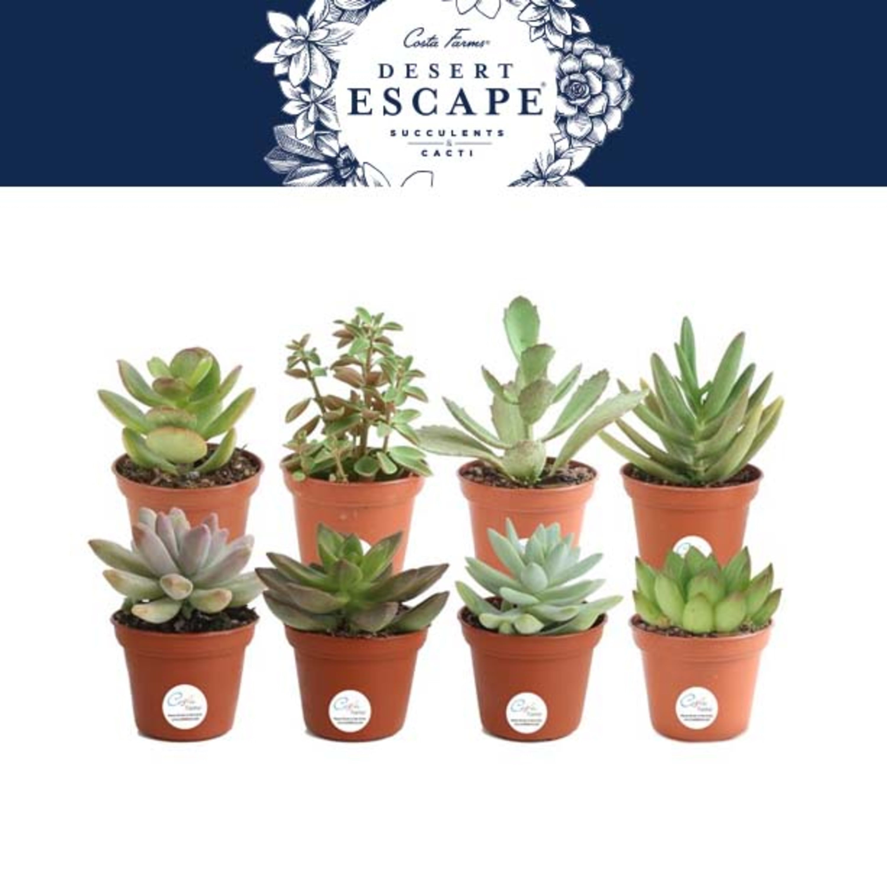 Costa Farms Desert Escape Live Indoor 2in. Tall Assorted Succulent; Bright， Direct Sunlight Plant in 2in. Grower Pot， 8-Pack