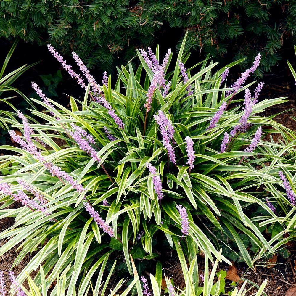 national PLANT NETWORK 4 in. Variegated Liriope Flowering Shrub With Purple Blooms - 6 Piece HD1031