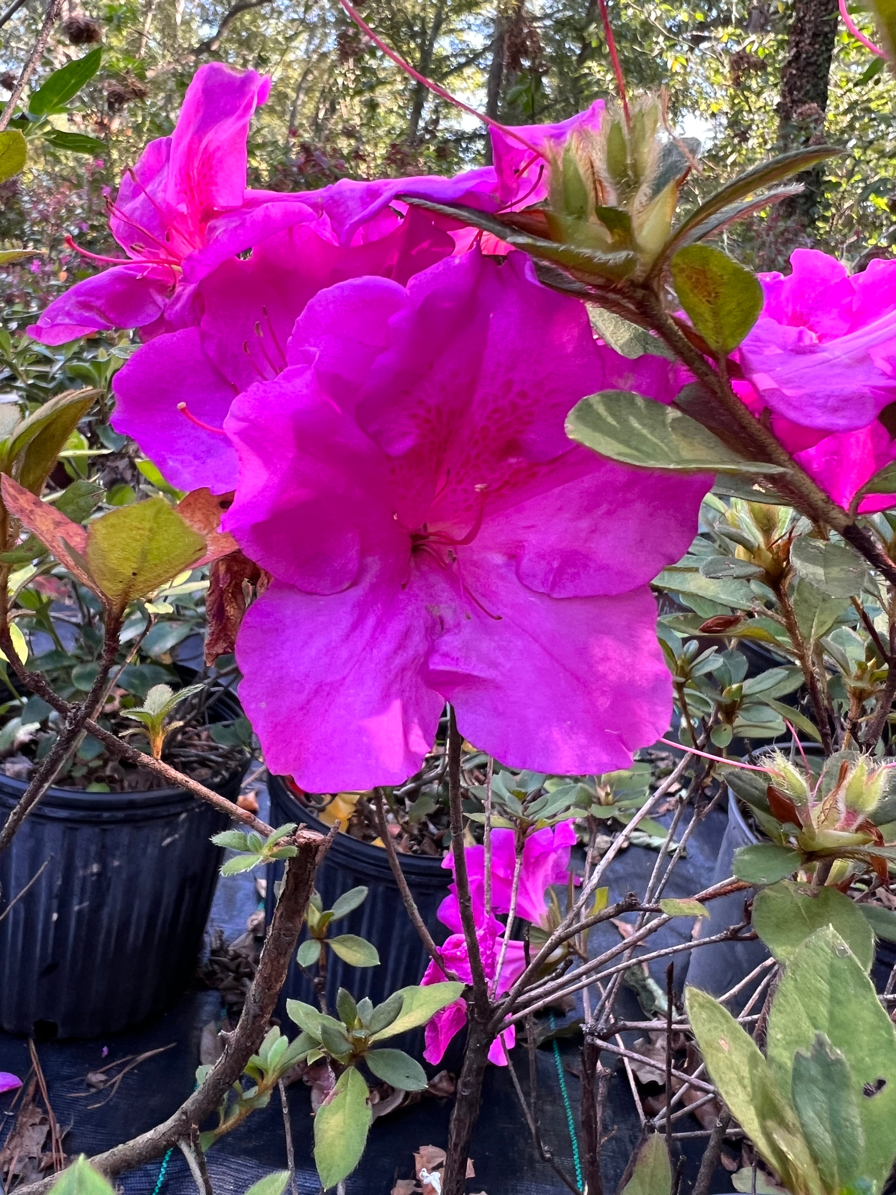 Autumn Royalty Encore Azalea