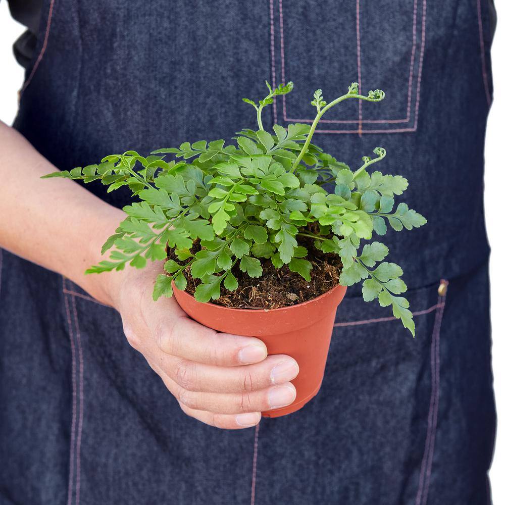 Austral Gem Fern (Asplenium dimorphum x difforme) Plant in 4 in. Grower Pot 4_FERN_AUSTRAL.GEM