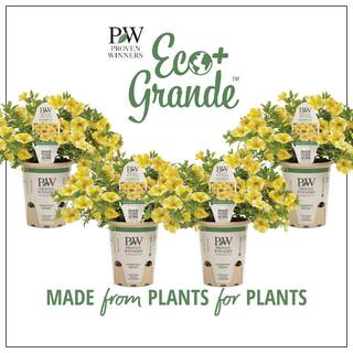 PROVEN WINNERS 4.25 in. Eco+Grande Superbells Lemon Slice (Calibrachoa) Live Plant Yellow and White Flowers (4-Pack) BELPRW1237504