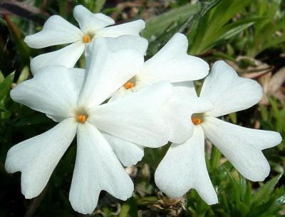 Classy Groundcovers - A Stunning Phlox Mix: 25 Phlox 'Drummond's Pink'， 25 Phlox 'Candy Stripe'， 25 Phlox 'Snowflake'