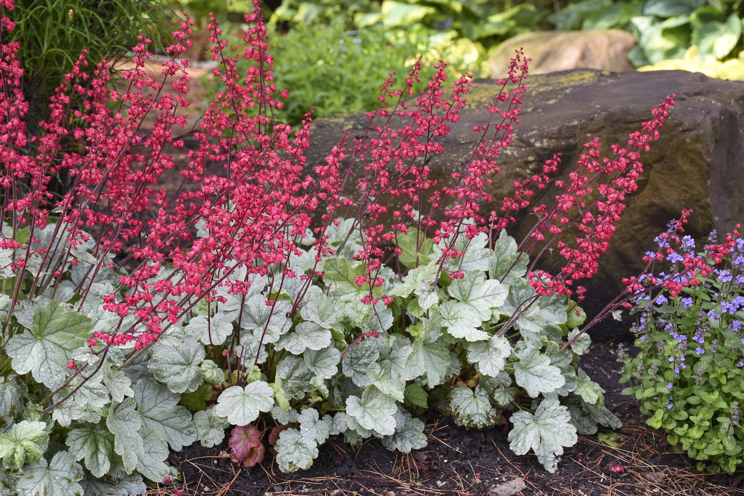 4.5 in. Quart Dolce Spearmint Coral Bells (Heuchera) Live Plant， Pink Flowers and Silvery Green Foliage