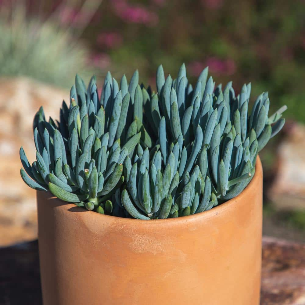 SMART PLANET 1 Gal. Senecio Mandraliscae Blue Chalk Sticks in Grow Pot Single 0880119