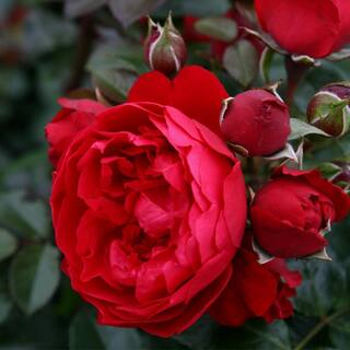 MY CLIMBING 3 Gal. Florentina Climbing Rose with Red Flowers 17567