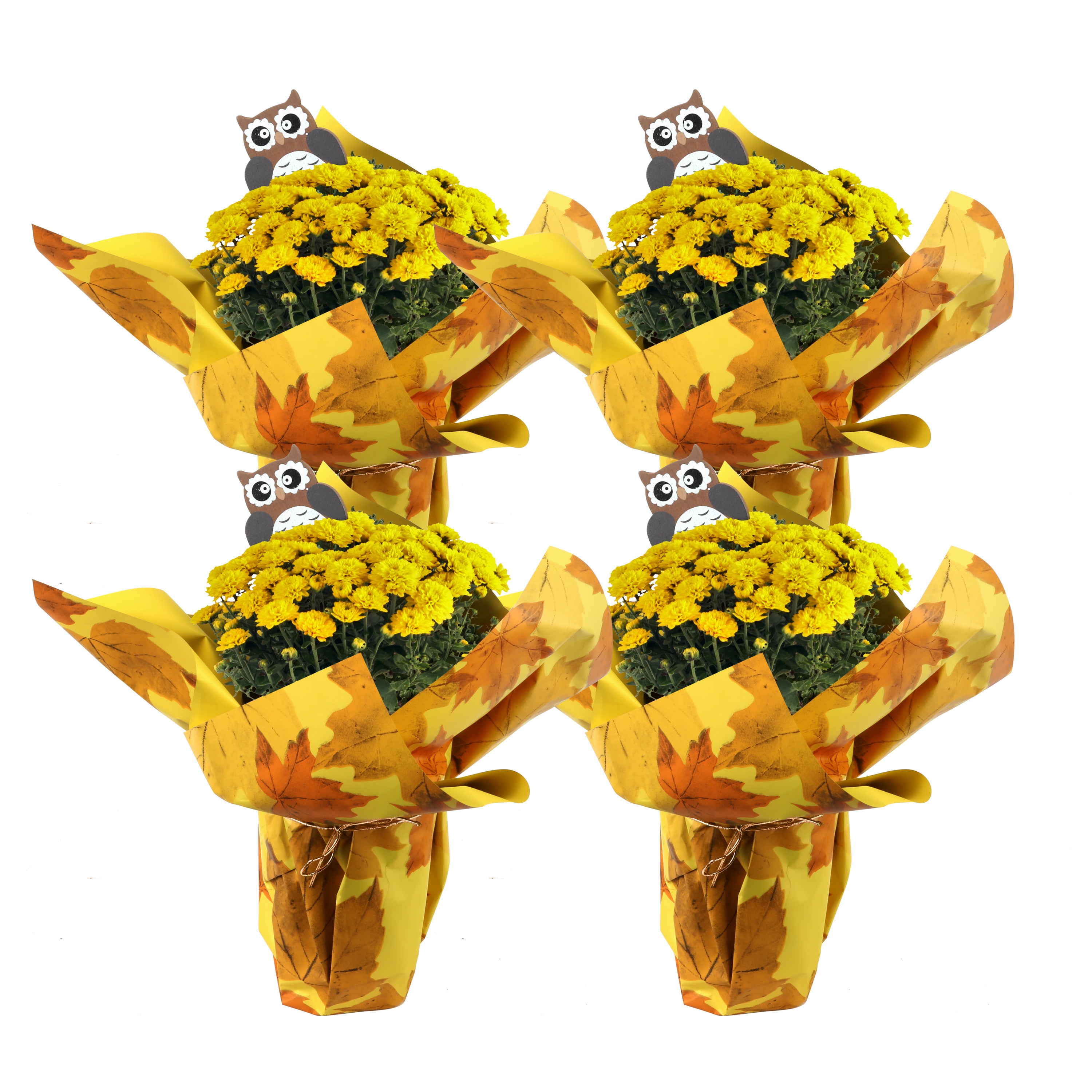 Costa Farms Live Indoor 11in. Tall Yellow Mums; Bright， Direct Sunlight Plant in 4in. Gift Wrap， 4-Pack