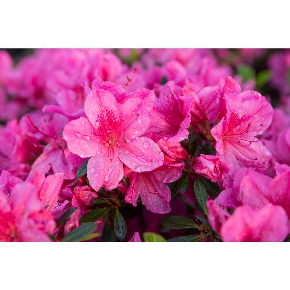BELL NURSERY 1 Gal. Renee Michelle Azalea Live Evergreen Shrub Deep Pink Ruffled Flowers (3-Pack) AZLEA1RME3PK
