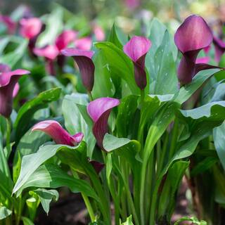 Garden State Bulb 1416 cm Purple Accent Calla Lily Flower Bulbs (Bag of 15) ECS-60-15-03