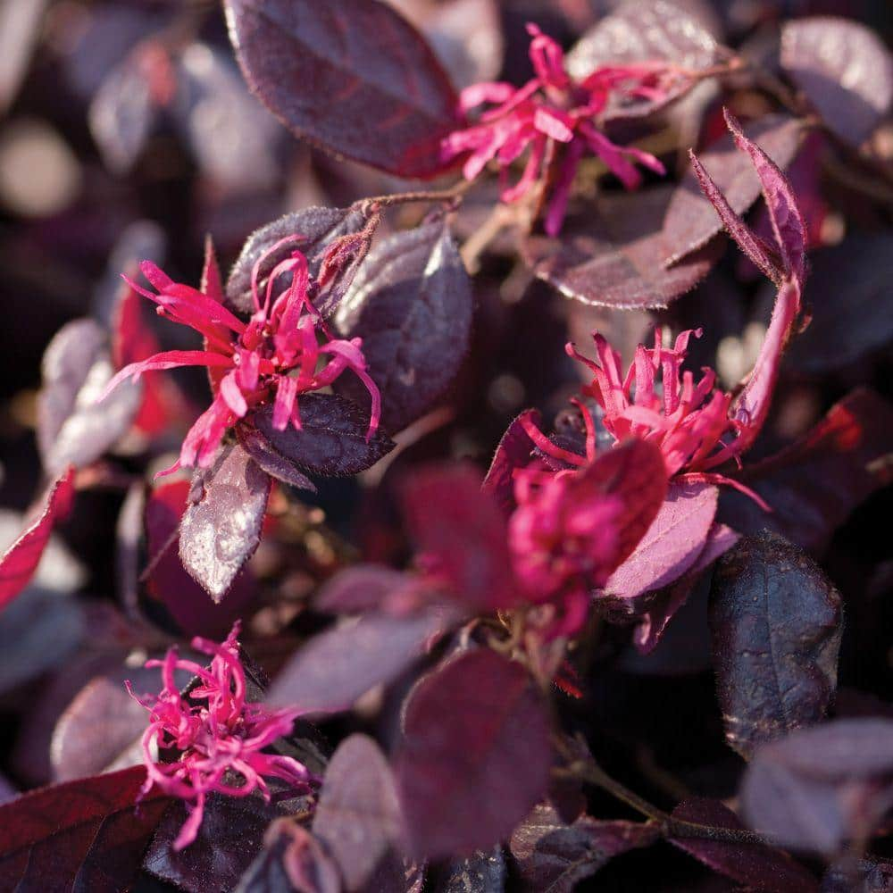 SOUTHERN LIVING 2 Gal. Purple Diamond Semi-Dwarf Loropetalum Evergreen Shrub with Purple Foliage Pink Ribbon Blooms 42102