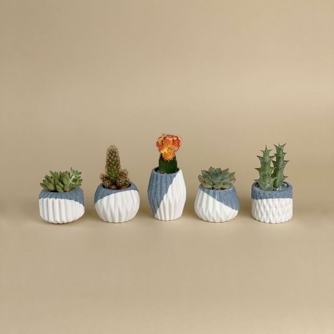 Mini Assorted Succulents in Geometric Ceramic Pots (Set of 4)