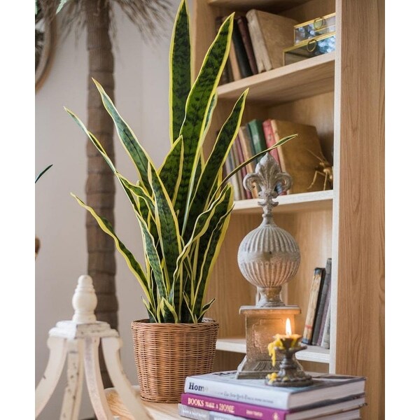 RusticReach Potted Artificial Snake Plant Yellow Edged Leaf