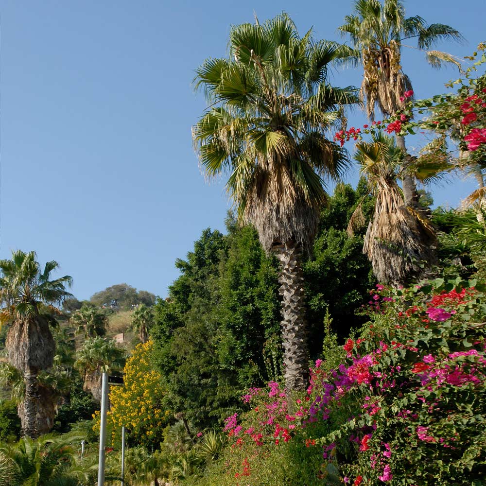 Mexican Fan Palm Tree