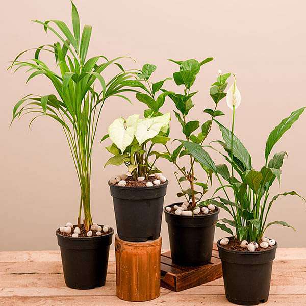 Air purifier plants packs