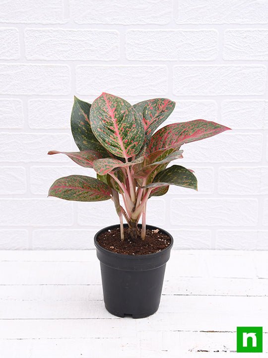 Aglaonema widuri, Aglaonema Red Peacock - Plant