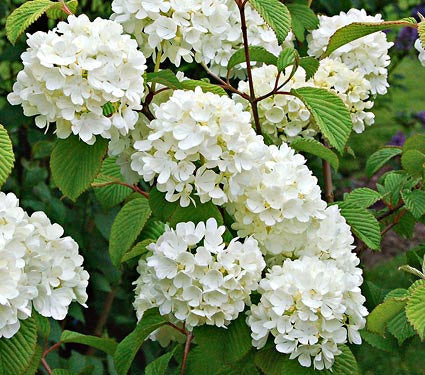 Nantucket Viburnum Shrub