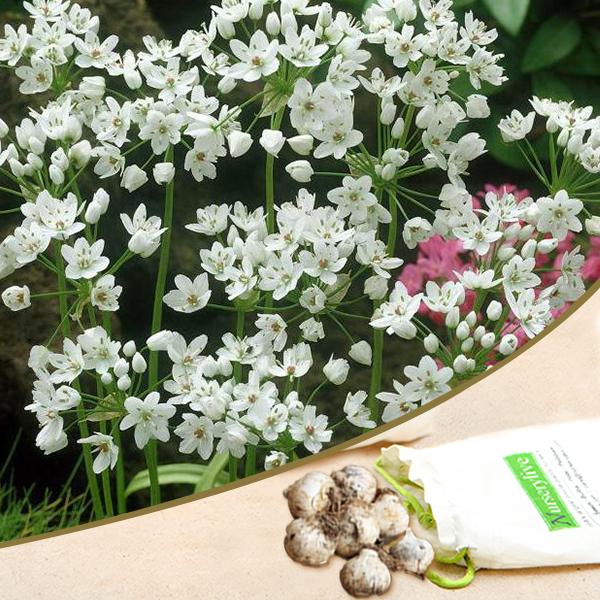 Allium Cowani (White) - Bulbs