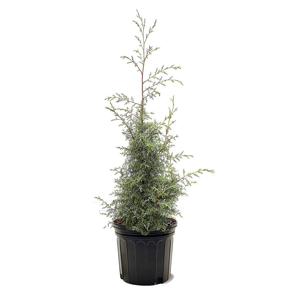 7 Gal. Cypress Carolina Sapphire Arizona Evergreen Tree CYPCAR07G