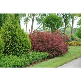 PROVEN WINNERS 2 Gal. Wine and Roses Weigela Shrub with Rosy-Pink Flowers and Dark Glossy Foliage 14711