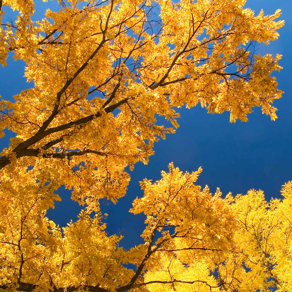 Princeton American Elm Tree