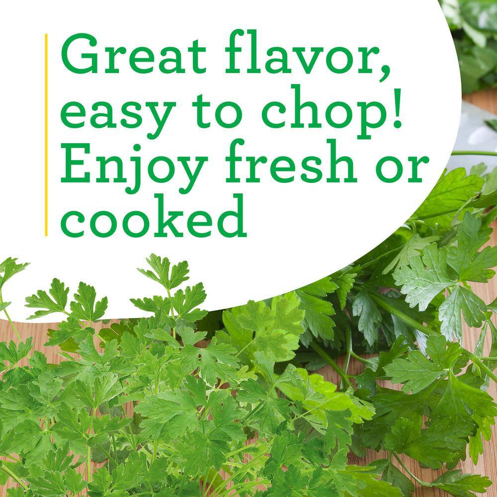 Bonnie Plants 19 oz. Italian Flat Leaf Parsley Herb Plant 1003800600