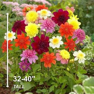 Garden State Bulb Dahlia Anemone Mixed Live Flower Tubers (Bag of 4) ECS-09-04-01