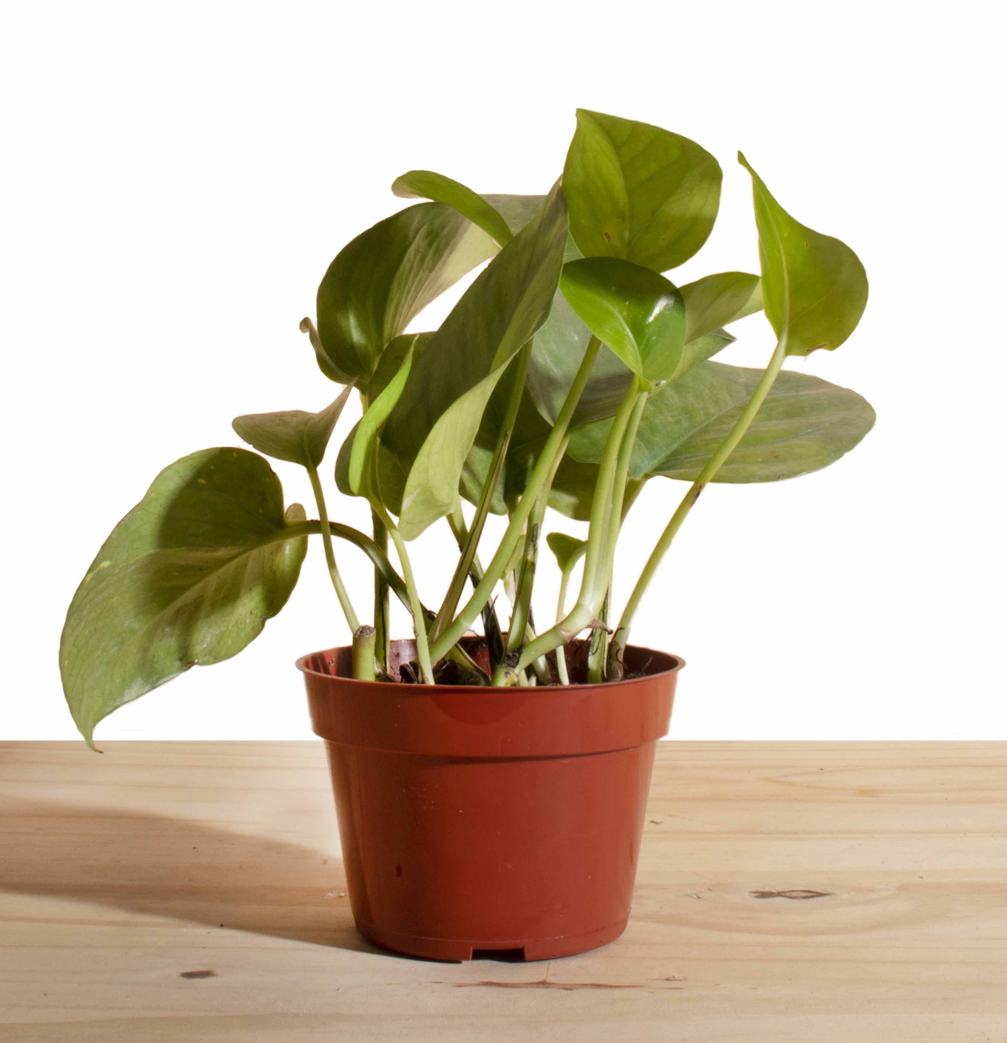 Pothos Devil's Ivy House Plant 4