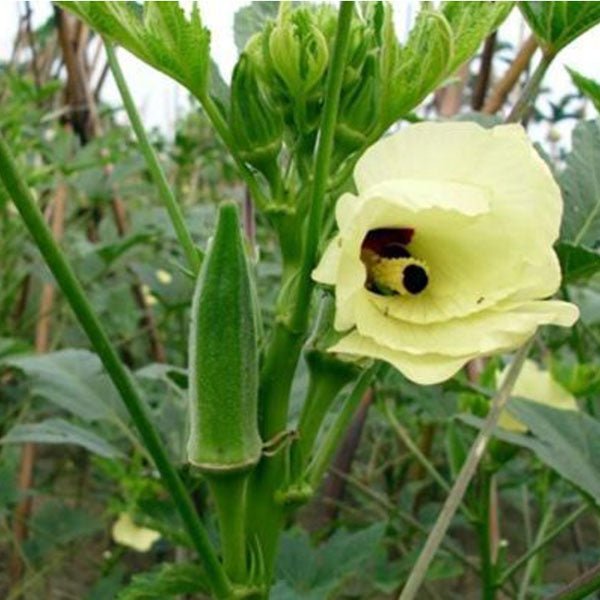 Abelmoschus esculentus