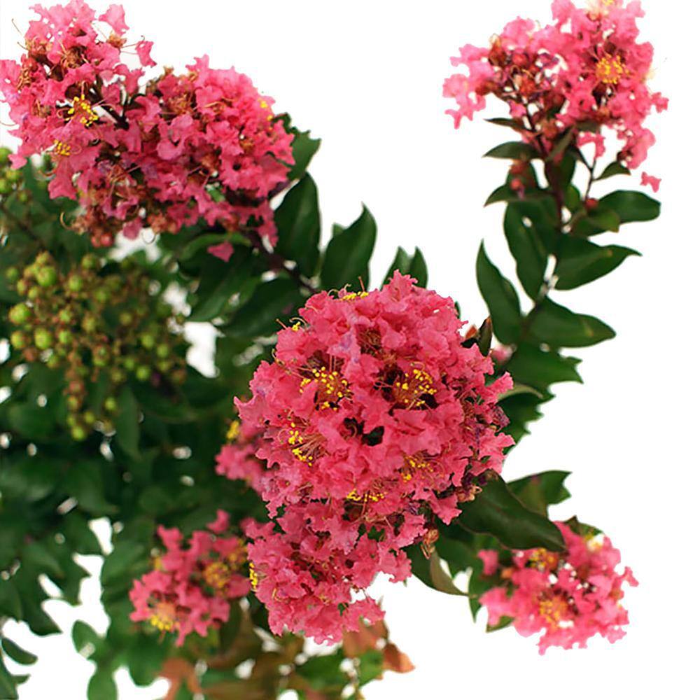 FIRST EDITIONS 3 Gal. Plum Magic Crape Myrtle Tree with Fuchsia-Pink Flowers 14845