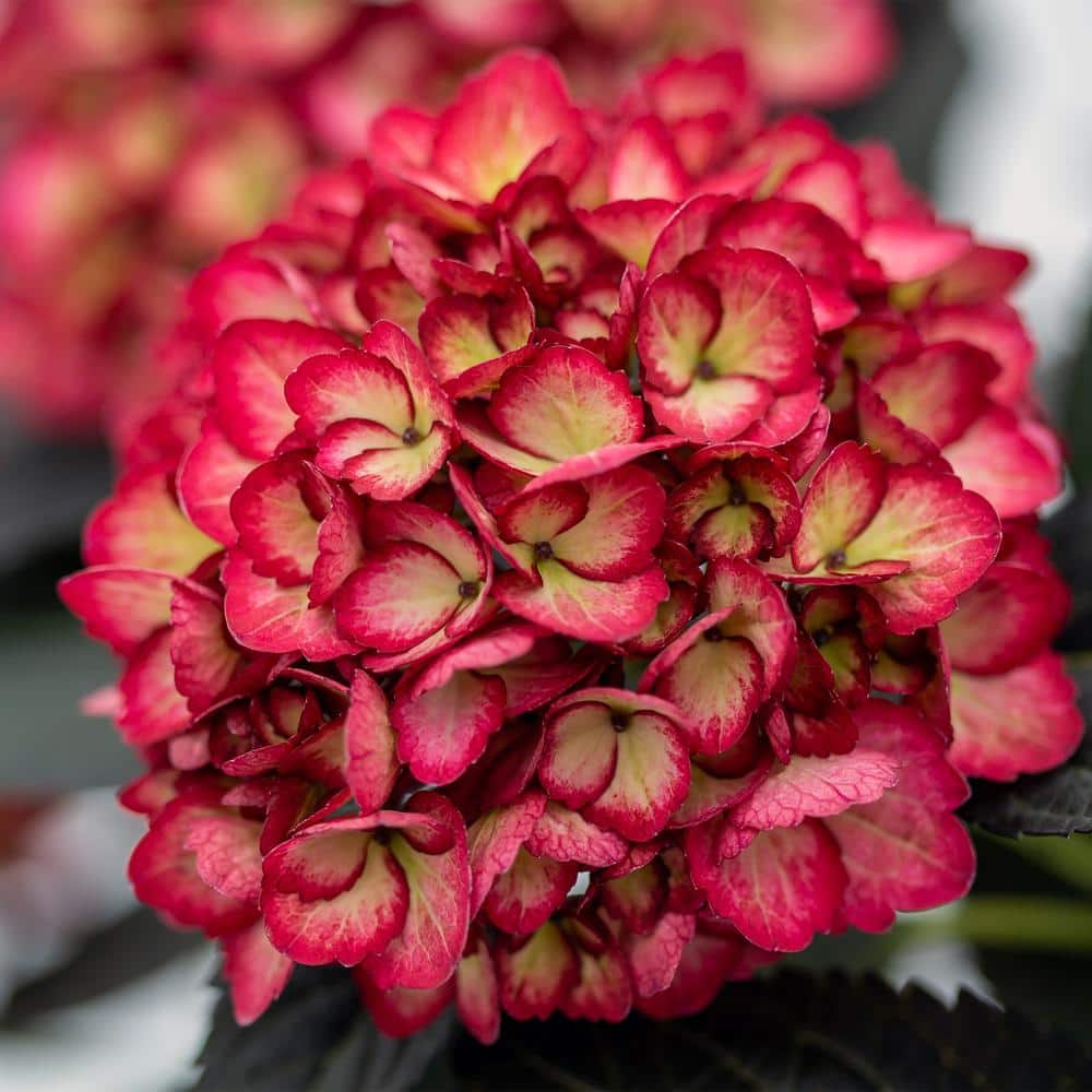 FIRST EDITIONS 2 Gal. Eclipse Hydrangea Shrub with Cranberry Flowers 17218