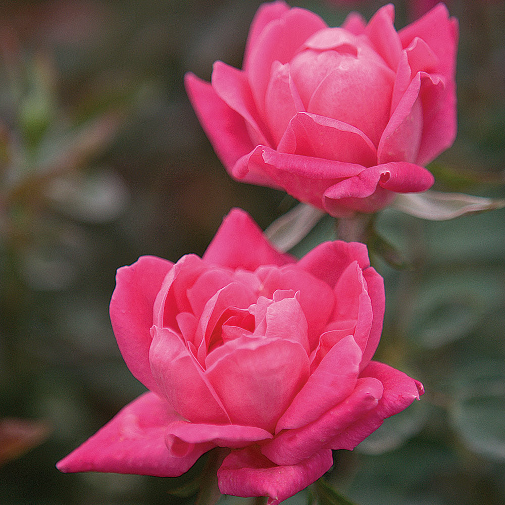 Double Pink Knock Out® Rose