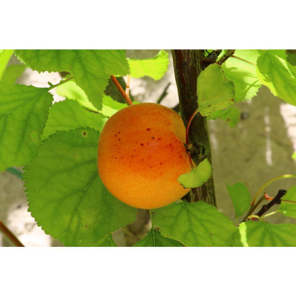 Online Orchards Dwarf Puget Gold Apricot Tree - Easiest Growing Apricot Tree (Bare-Root 3 ft. to 4 ft. Tall 2-Years Old) FTAC004