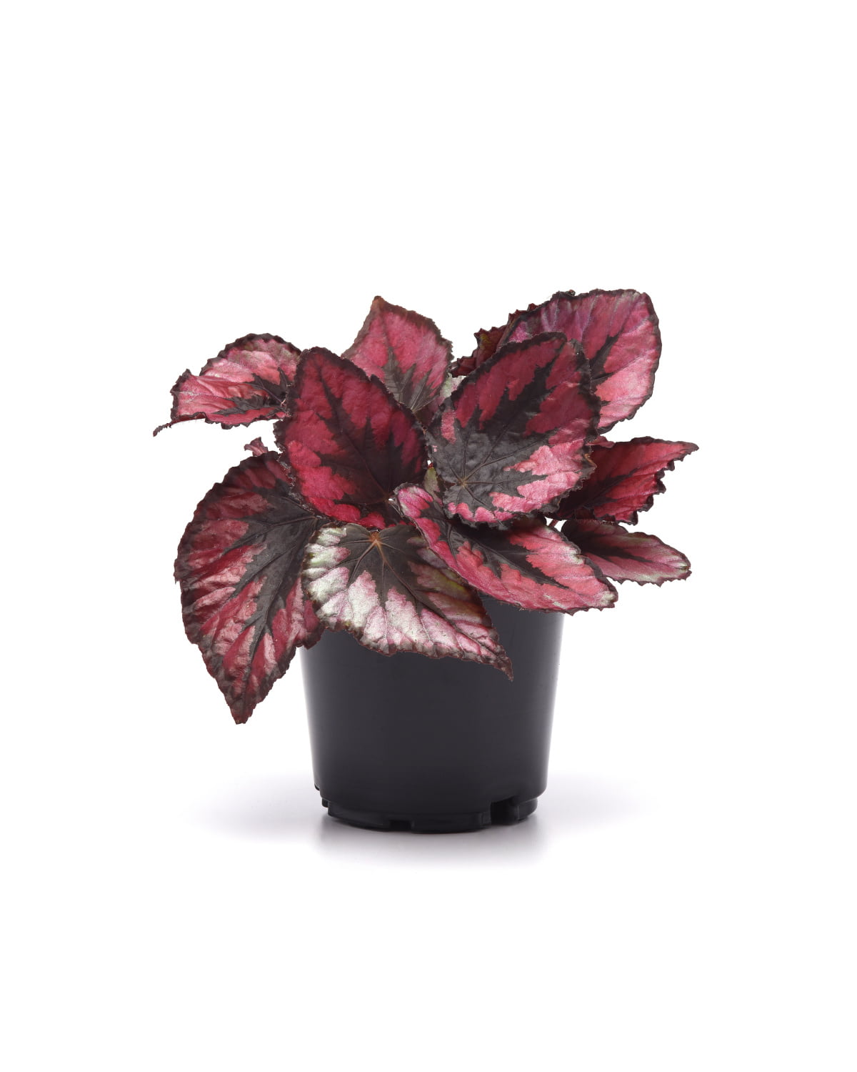 4 In. Jurassic Dino Black Tie Rex Begonia - 3 Piece