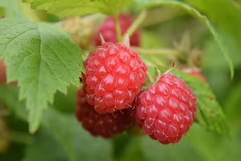 1 Polana Raspberry Plant - Organic Grown