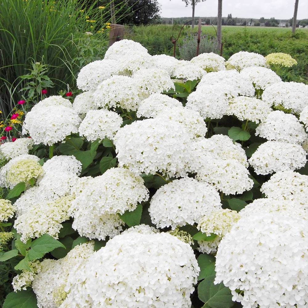 Annabelle Hydrangea Shrub