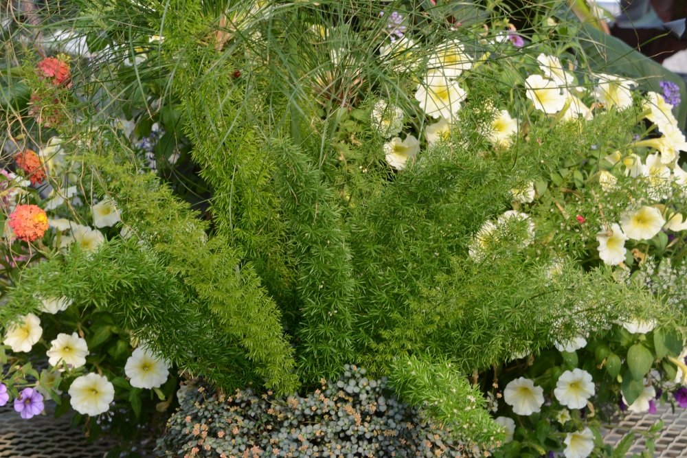 Fern Foxtail Asparagus Meyeri， Bush Ground Cover， 4 Inch Pot