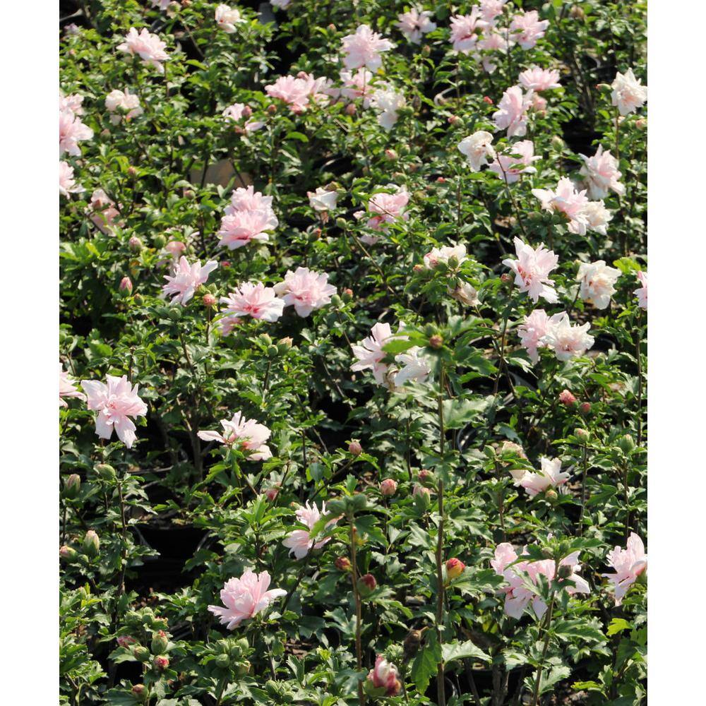 national PLANT NETWORK 2 Gal. Hibiscus Fiji Tree with White Blooms (1-Plant) HD1341