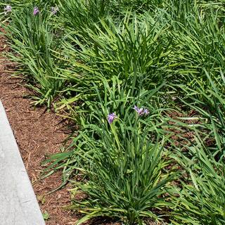 ALTMAN PLANTS 1 Gal. Liriope Super Blue Shrub Plant 0881290