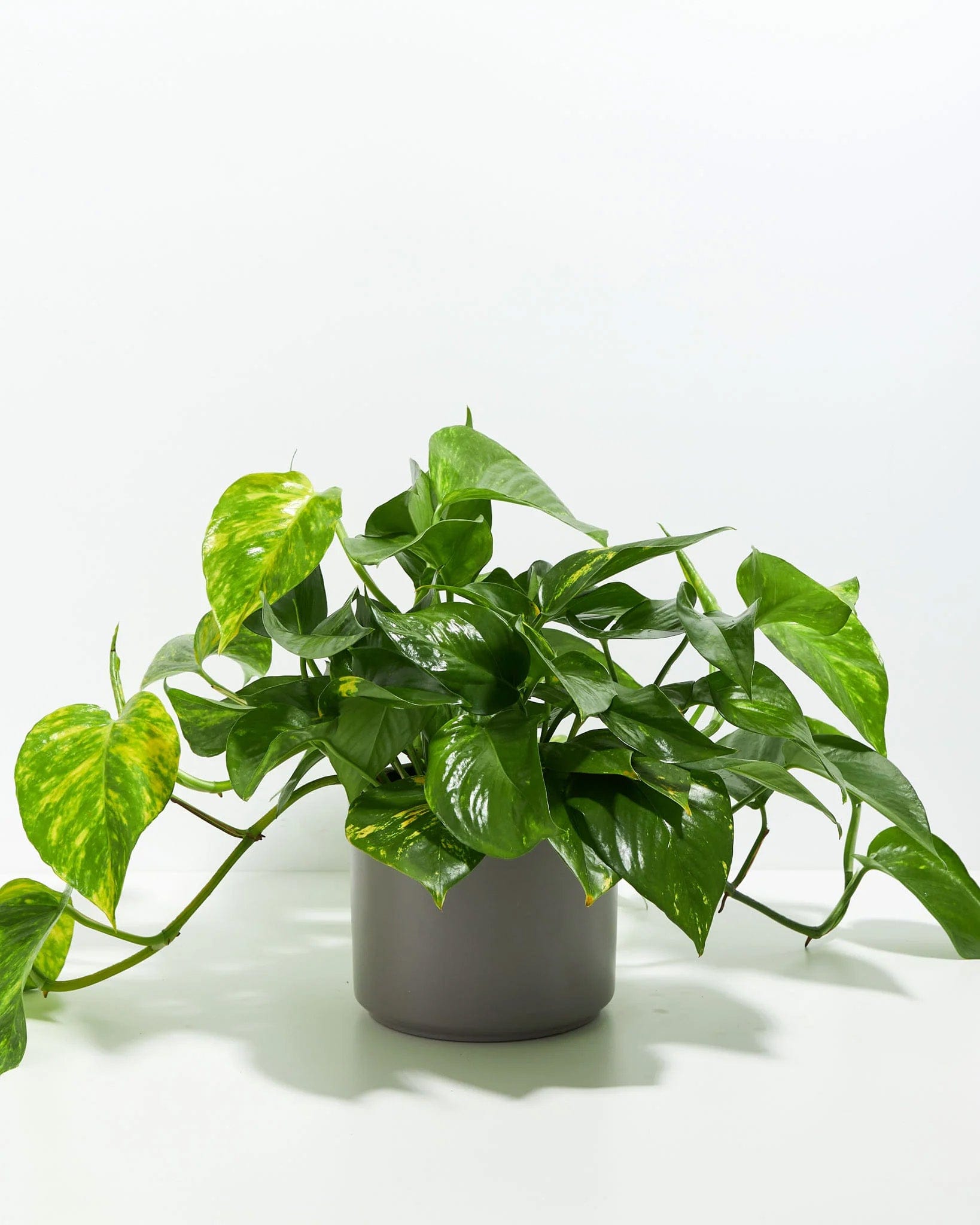 Lively Root Golden Pothos Kit