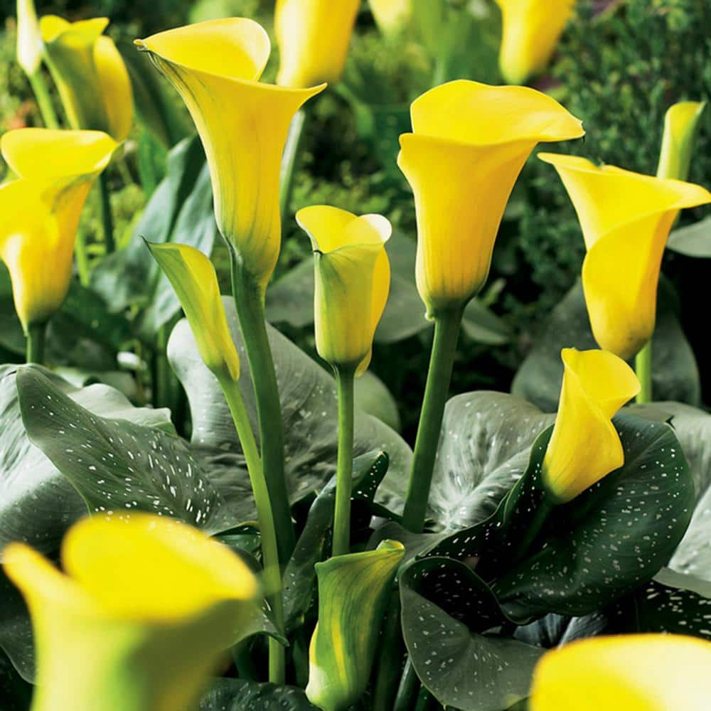 VAN ZYVERDEN Callas Sunshine Bulbs (Set of 5) 11185