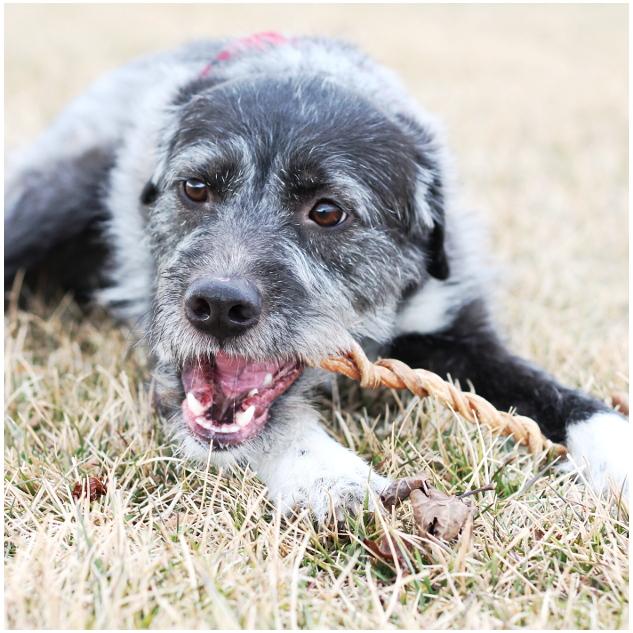 Tuesdays Natural Dog Company Lamb Pizzle Dog Treat