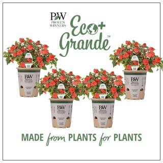 PROVEN WINNERS 4.25 in. Eco+Grande Soprano Orange (Impatiens) Live Plant Orange Flowers (4-Pack) IMPPRW1367504