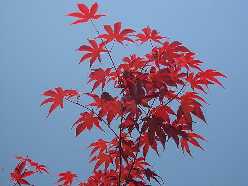 Bloodgood Japanese Maple - Bonsai or Outdoors - Acer palmatum - 5.5