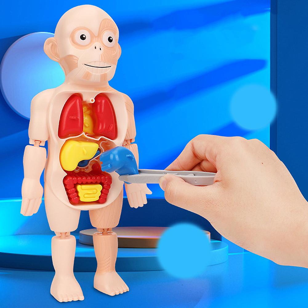 Human Organ Model Decoration Diy Assembly Early Education Cognitive Model Toy