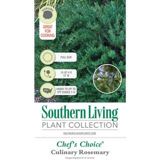 SOUTHERN LIVING 1.5 Gal. Chef's Choice Rosemary - Live Potted Herb Plants 74542